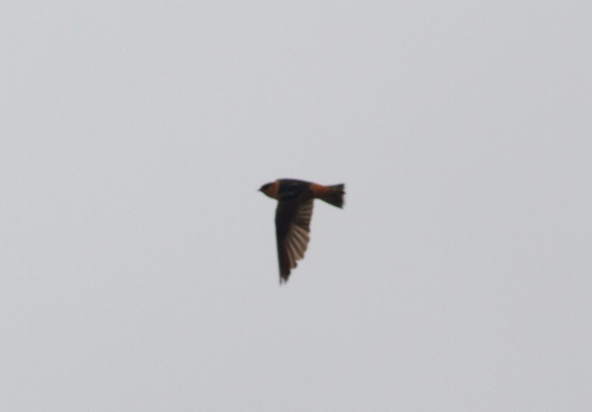 Cave Swallow - ML167055741