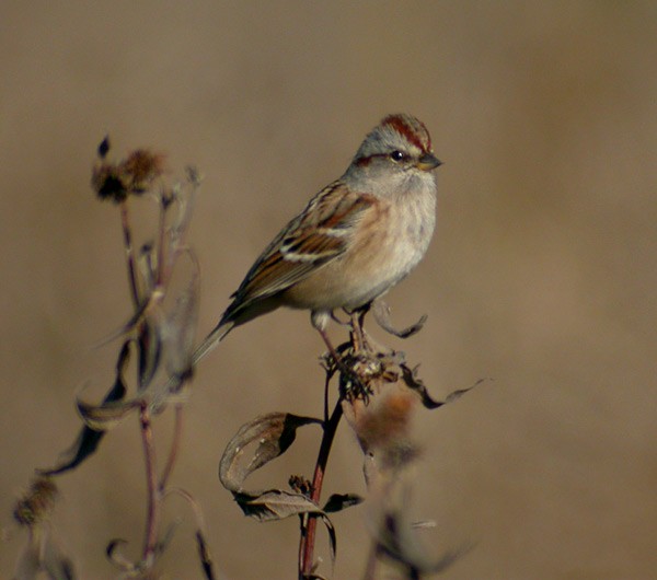 American Tree Sparrow - ML167055791