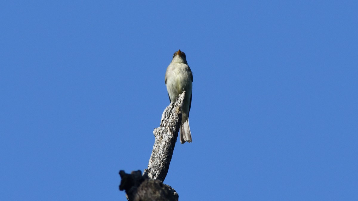 Eastern Wood-Pewee - ML167055871