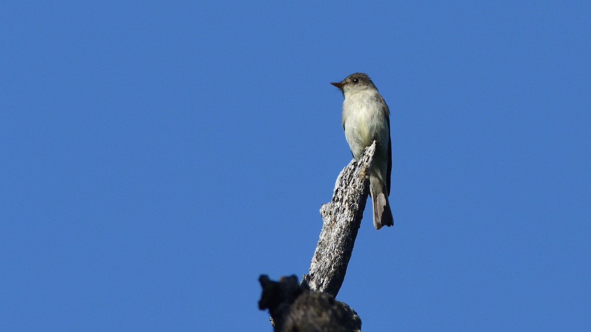 Eastern Wood-Pewee - ML167055911