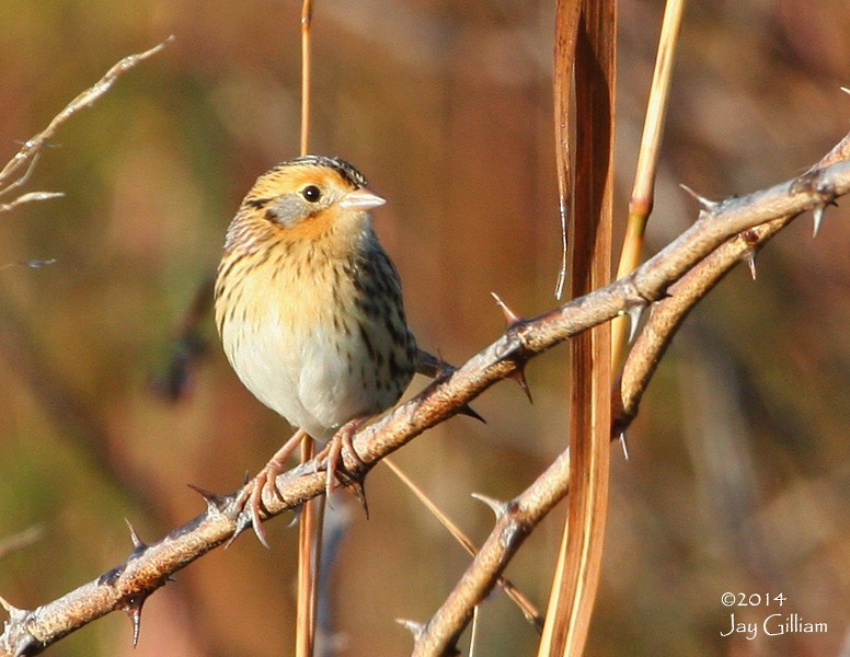 LeConte's Sparrow - ML167056251