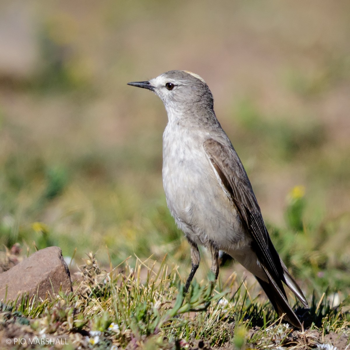 Ochre-naped Ground-Tyrant - ML167056391