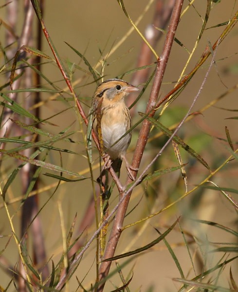 LeConte's Sparrow - ML167056651