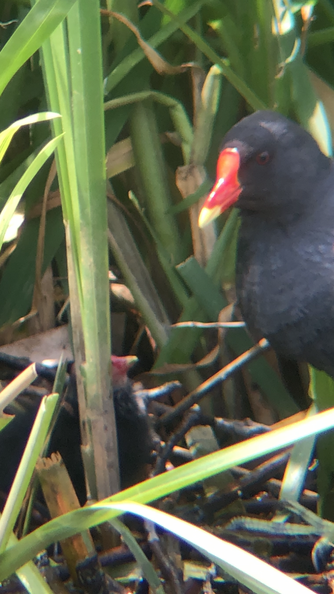 Gallinule poule-d'eau - ML167056851