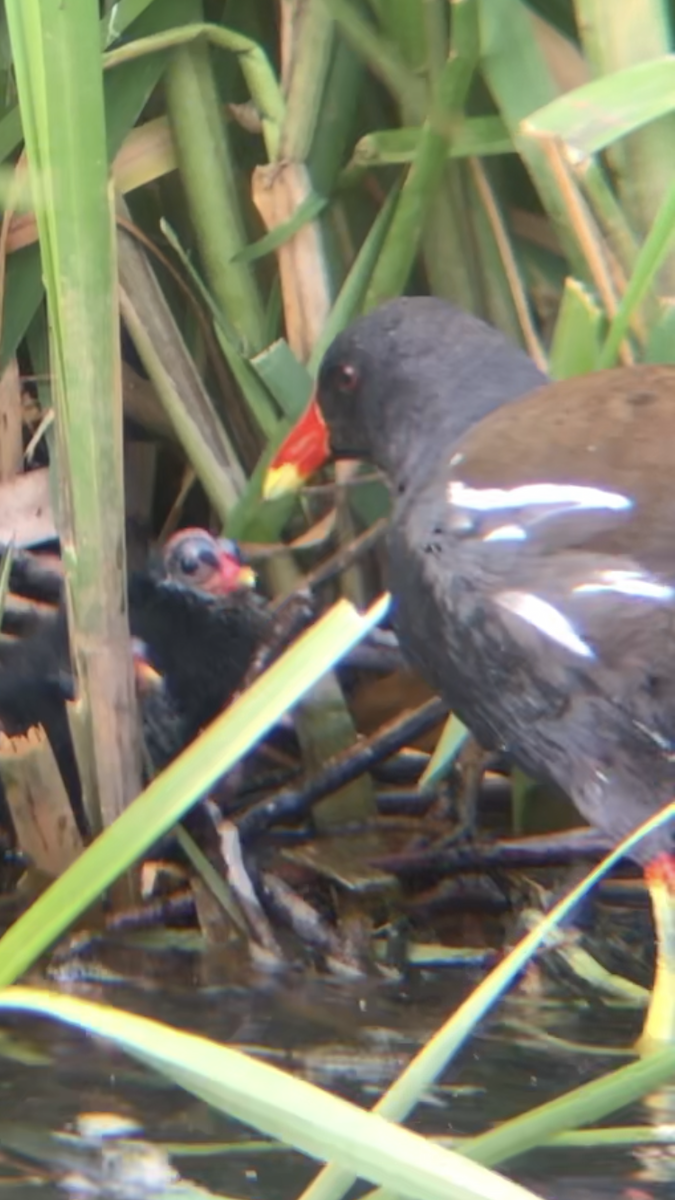 Gallinule poule-d'eau - ML167056861
