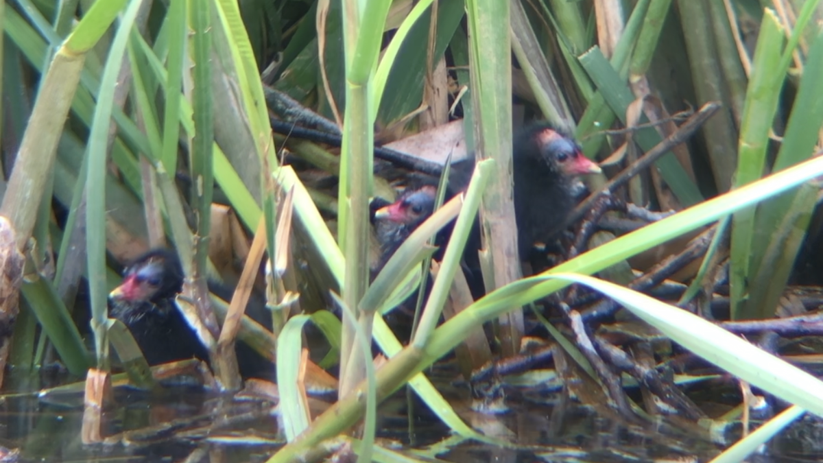 Gallinule poule-d'eau - ML167056871