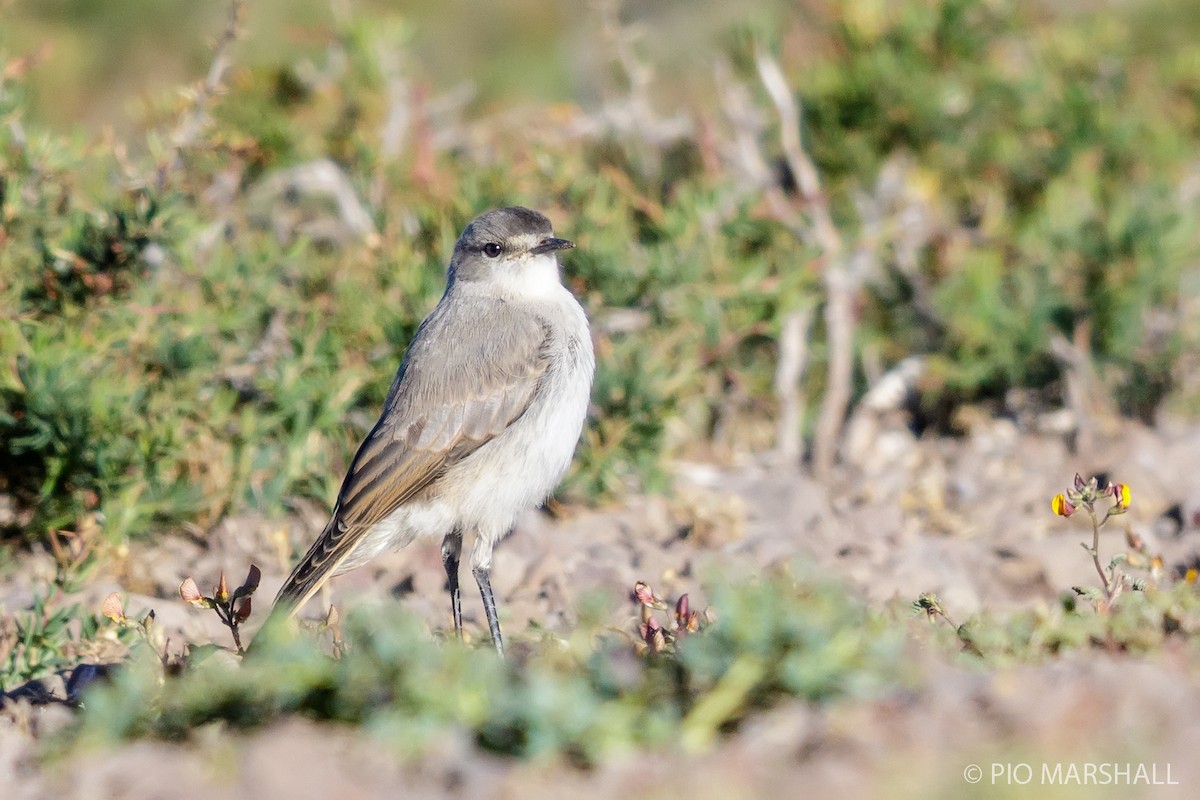 Black-fronted Ground-Tyrant - ML167057051