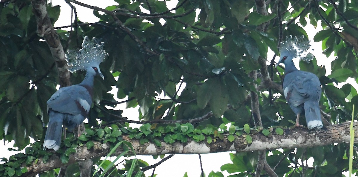 Victoria Crowned-Pigeon - ML167057151