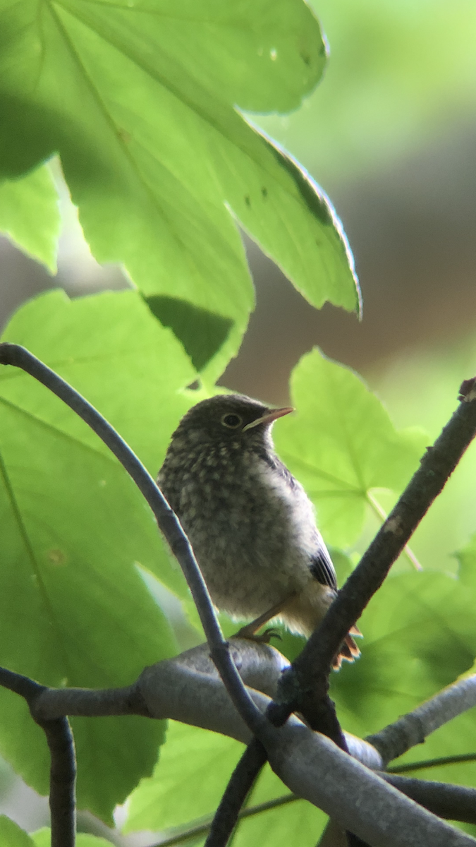 Rougequeue à front blanc - ML167057261