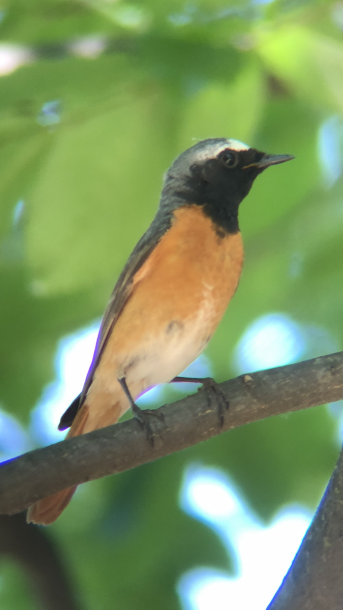 Rougequeue à front blanc - ML167057271