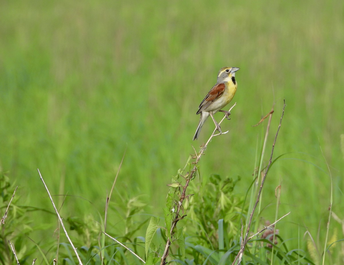 Dickcissel - Lisa Judge