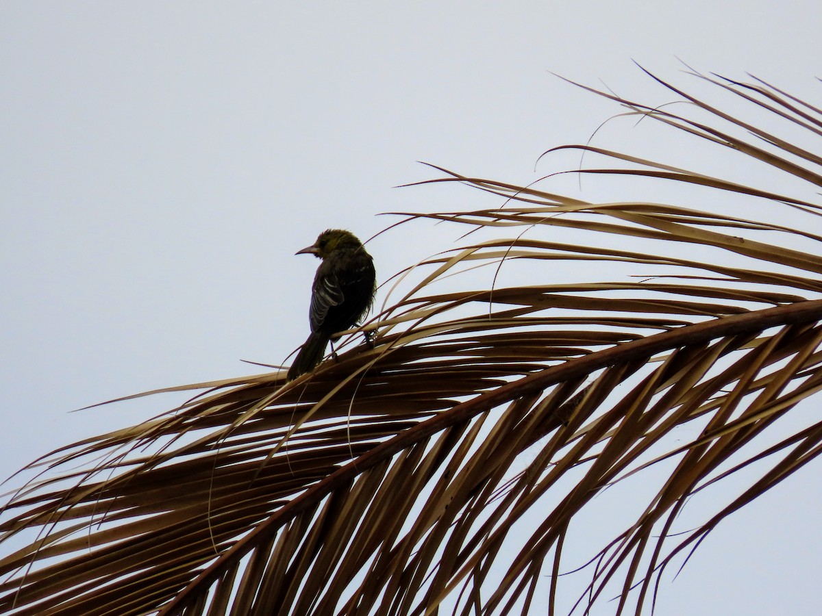 Hooded Oriole - ML167060541