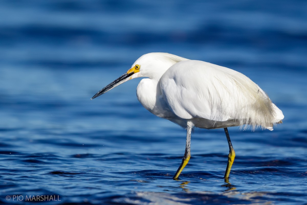 Snowy Egret - ML167060791