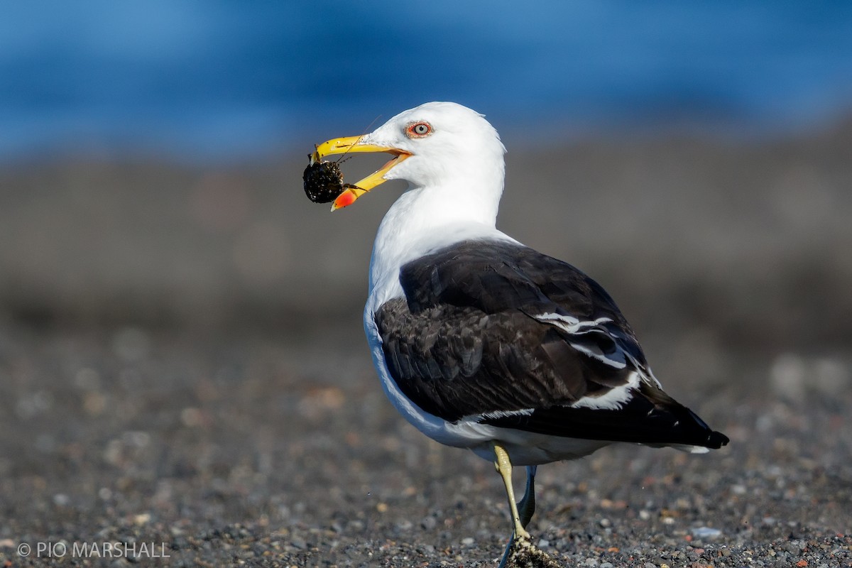 Kelp Gull - ML167060961