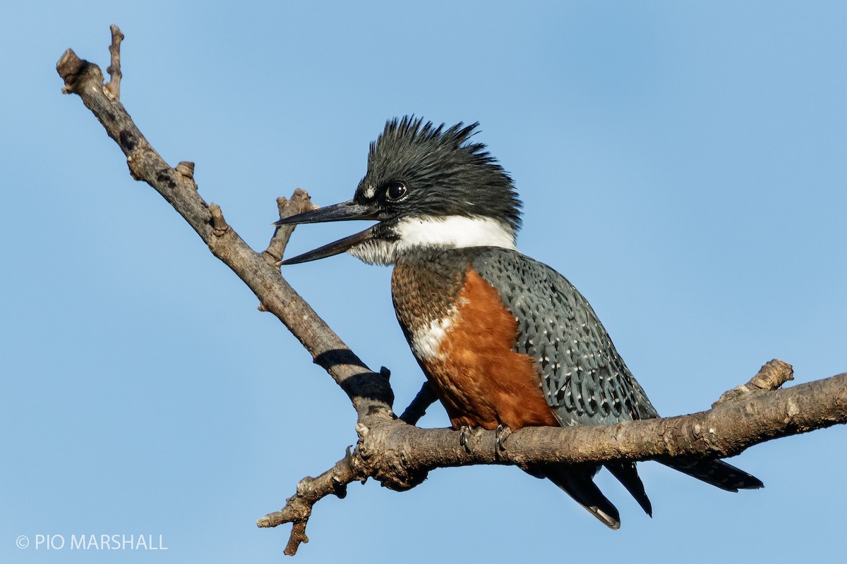 Ringed Kingfisher - ML167061001