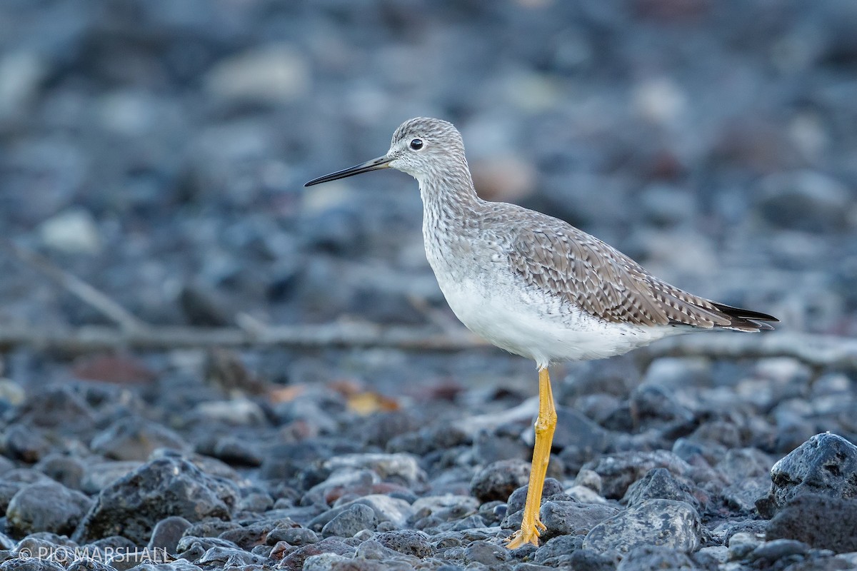 Greater Yellowlegs - ML167061191