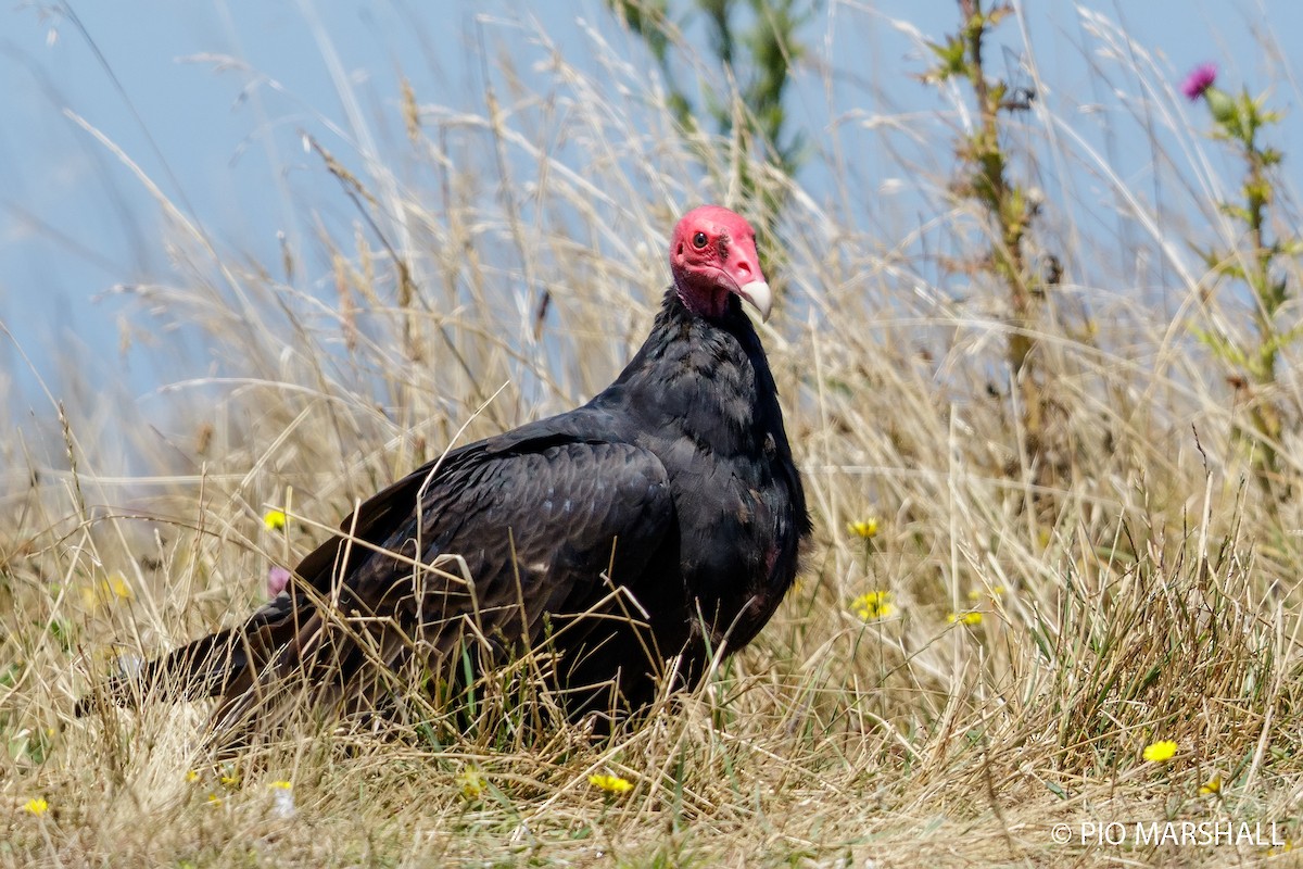 Turkey Vulture - ML167061851