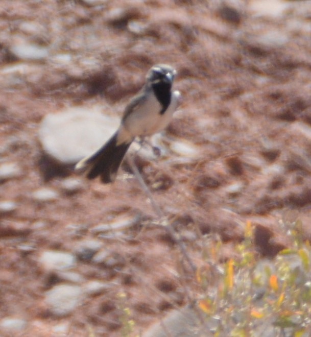 Black-throated Sparrow - ML167062621