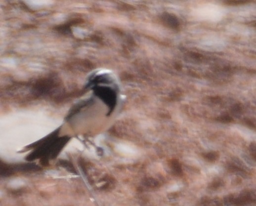 Black-throated Sparrow - ML167062631