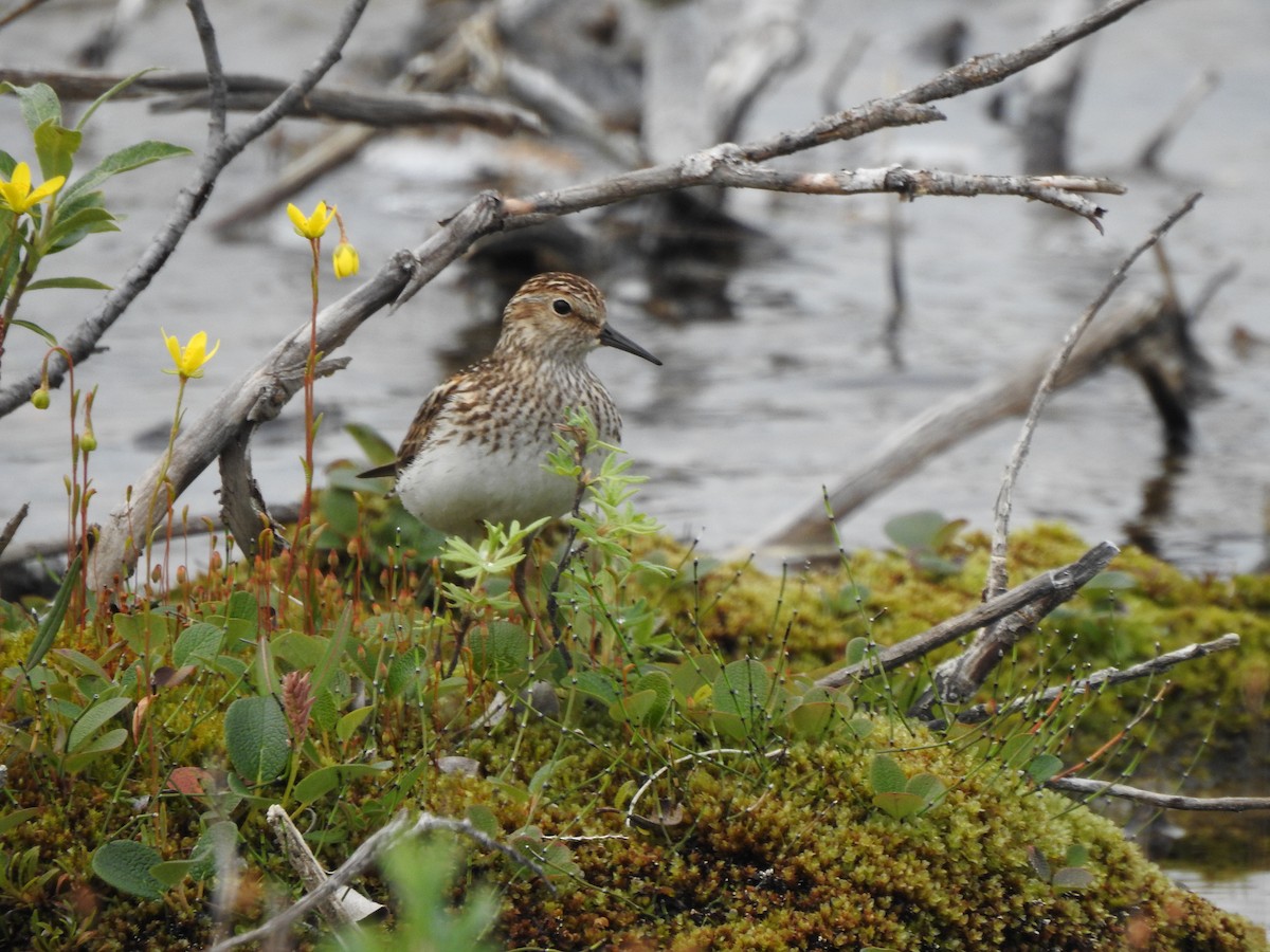 Least Sandpiper - Monte Neate-Clegg