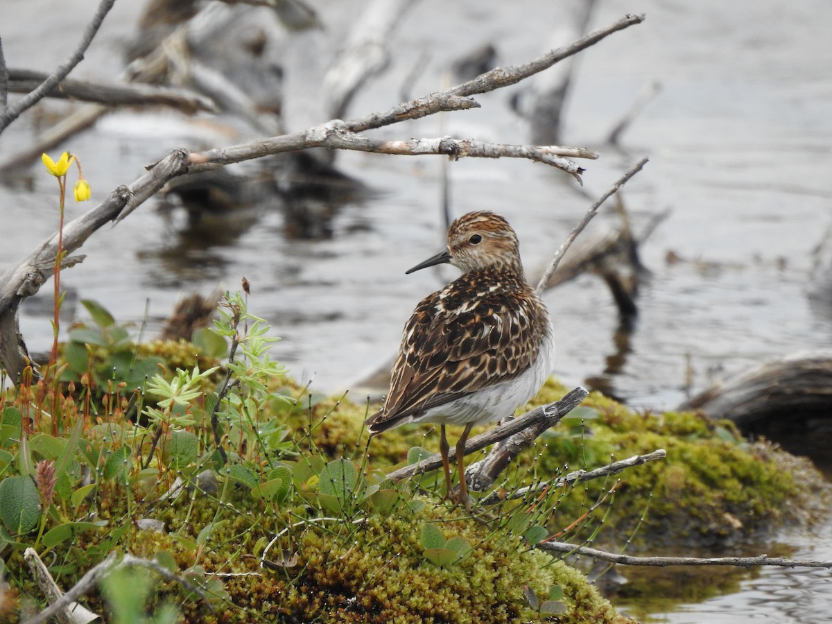 Least Sandpiper - ML167064301