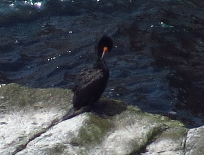 Double-crested Cormorant - Cathy Beck