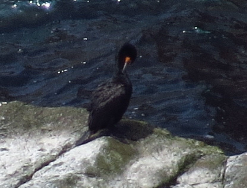 Double-crested Cormorant - ML167065661