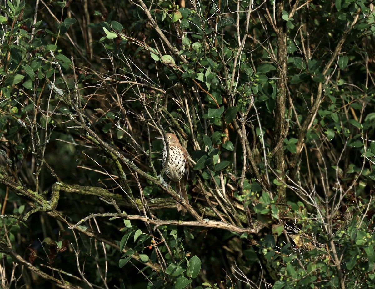 Brown Thrasher - ML167066341