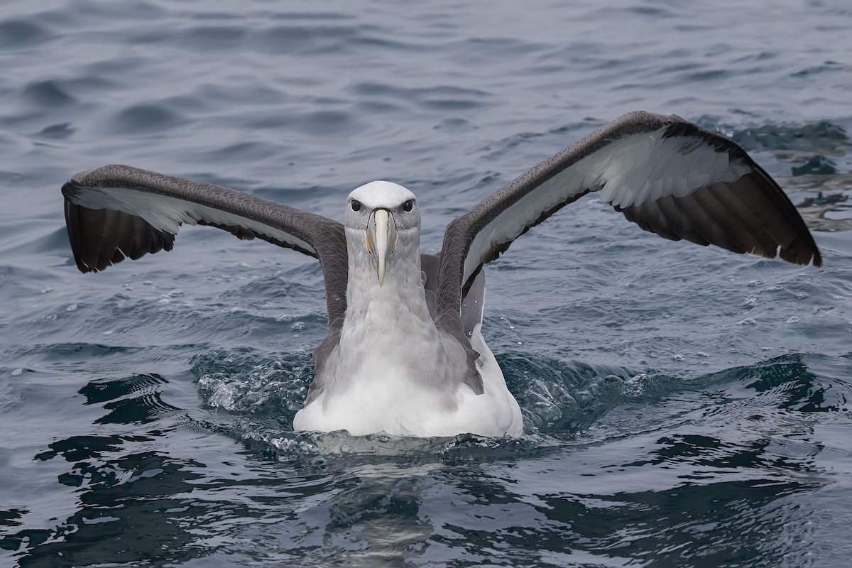 Salvin's Albatross - ML167066431