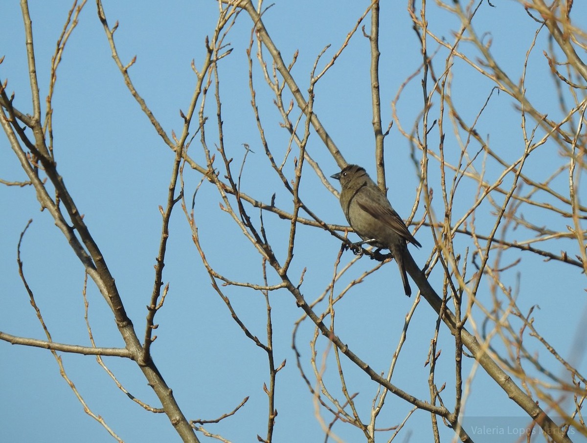 Shiny Cowbird - ML167066701