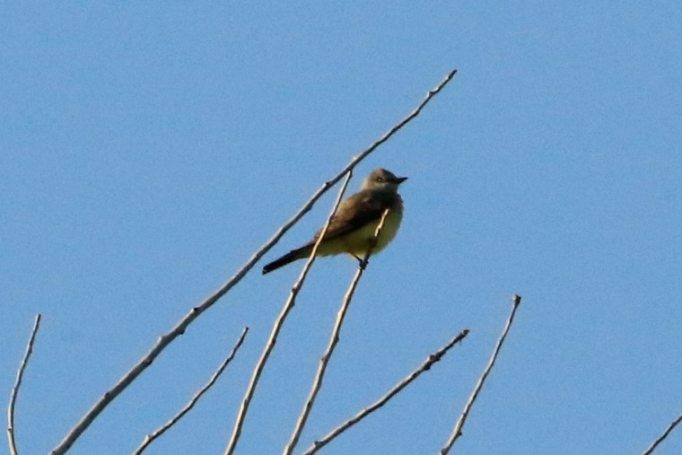 Western Kingbird - ML167067461