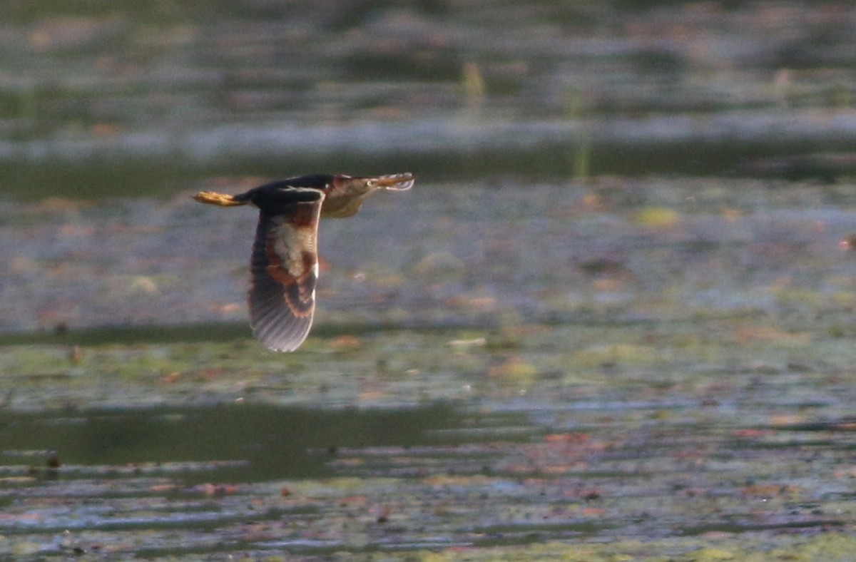 Least Bittern - ML167067631