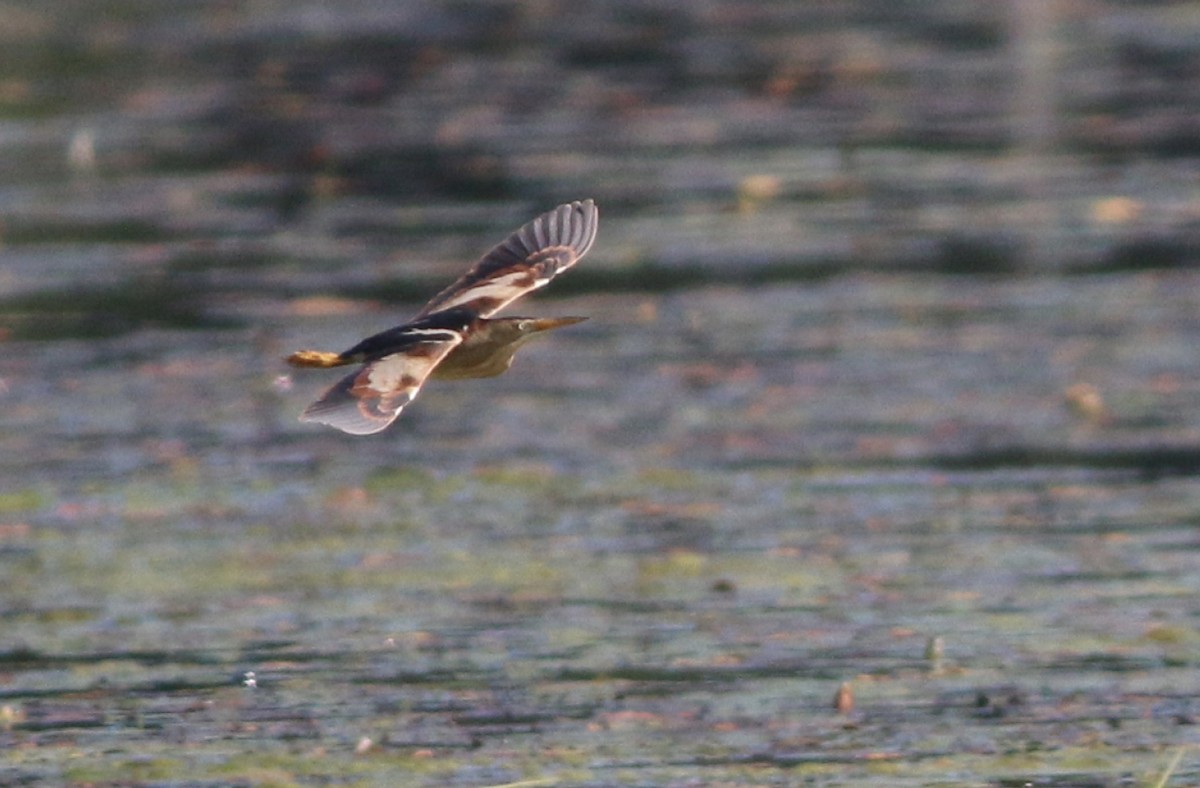 Least Bittern - ML167067701