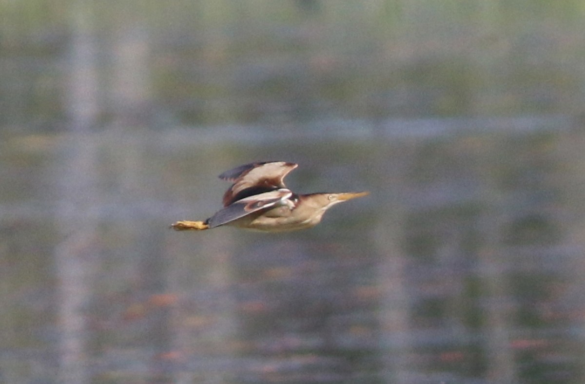 Least Bittern - ML167067741