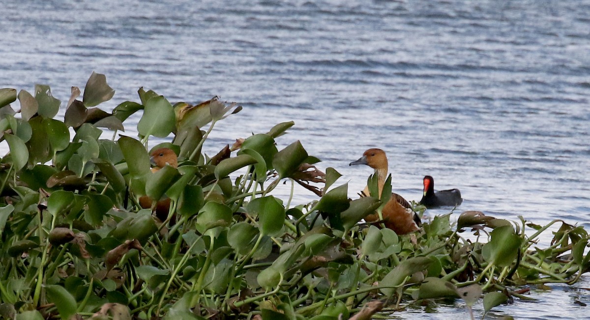 Fulvous Whistling-Duck - Jay McGowan