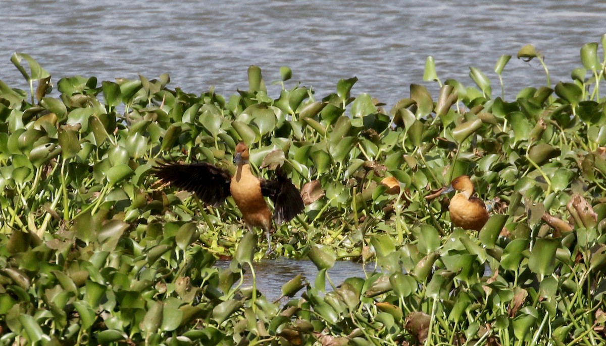 Dendrocygne fauve - ML167069041