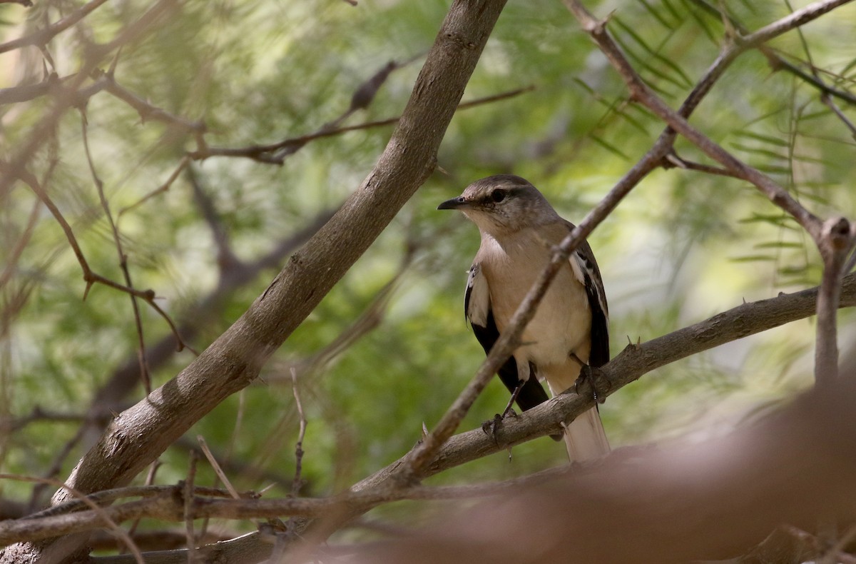 White-banded Mockingbird - Jay McGowan