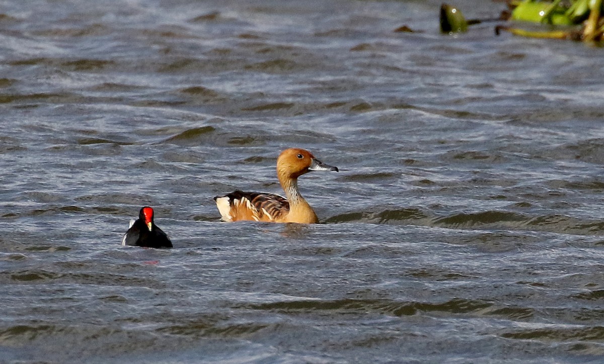 Fulvous Whistling-Duck - ML167070451