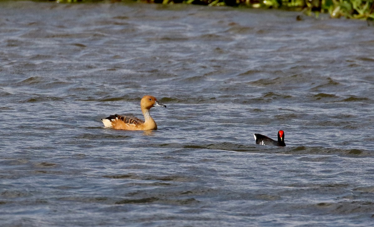 Dendrocygne fauve - ML167070471