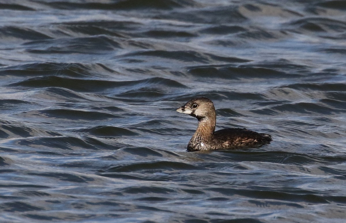 Pied-billed Grebe - ML167070491