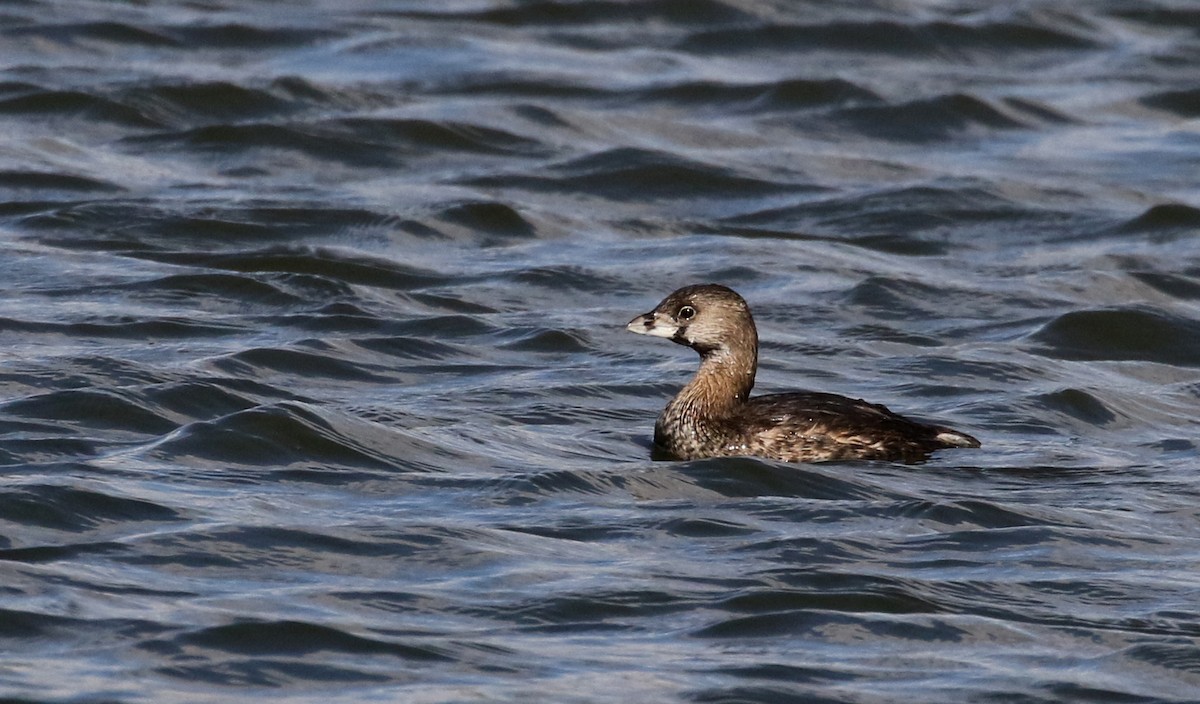 Pied-billed Grebe - ML167070501