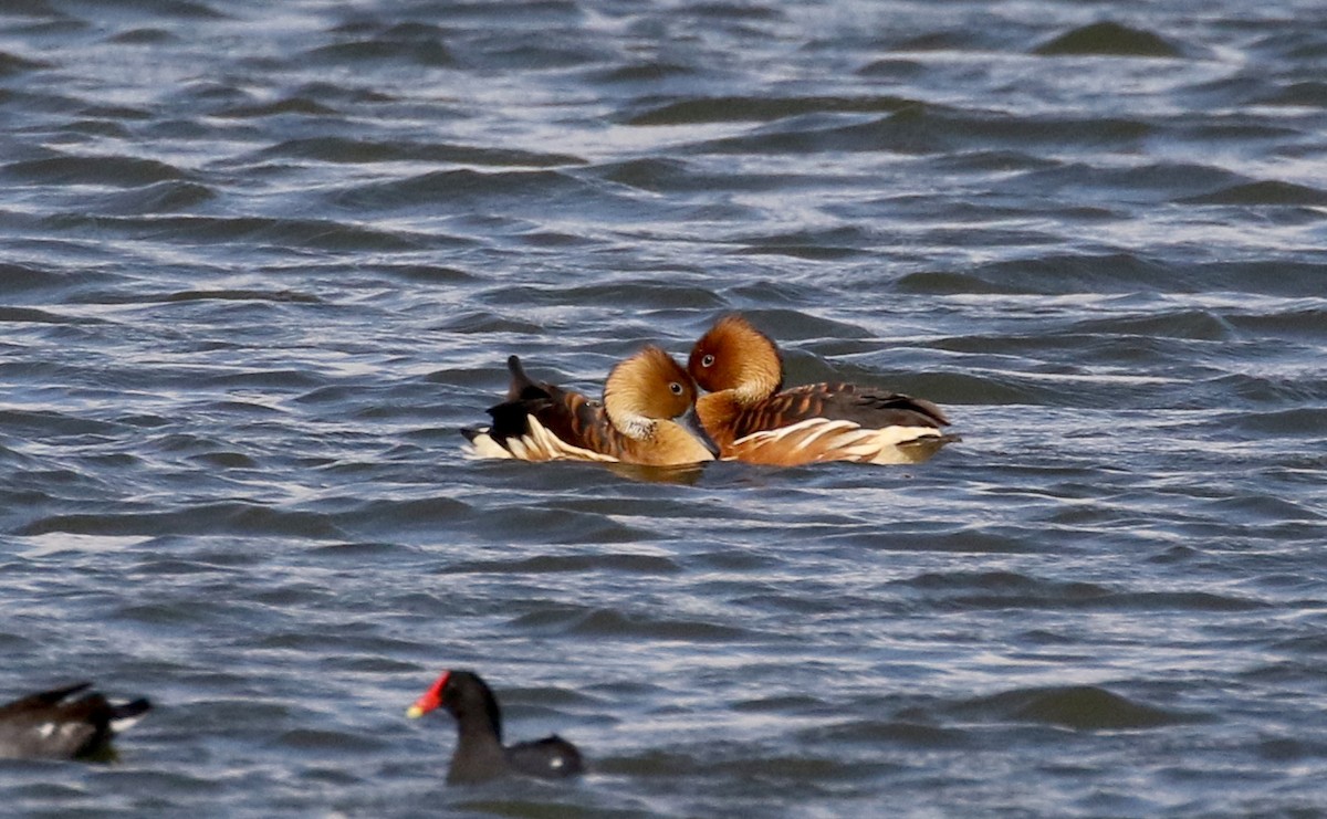 Dendrocygne fauve - ML167070761