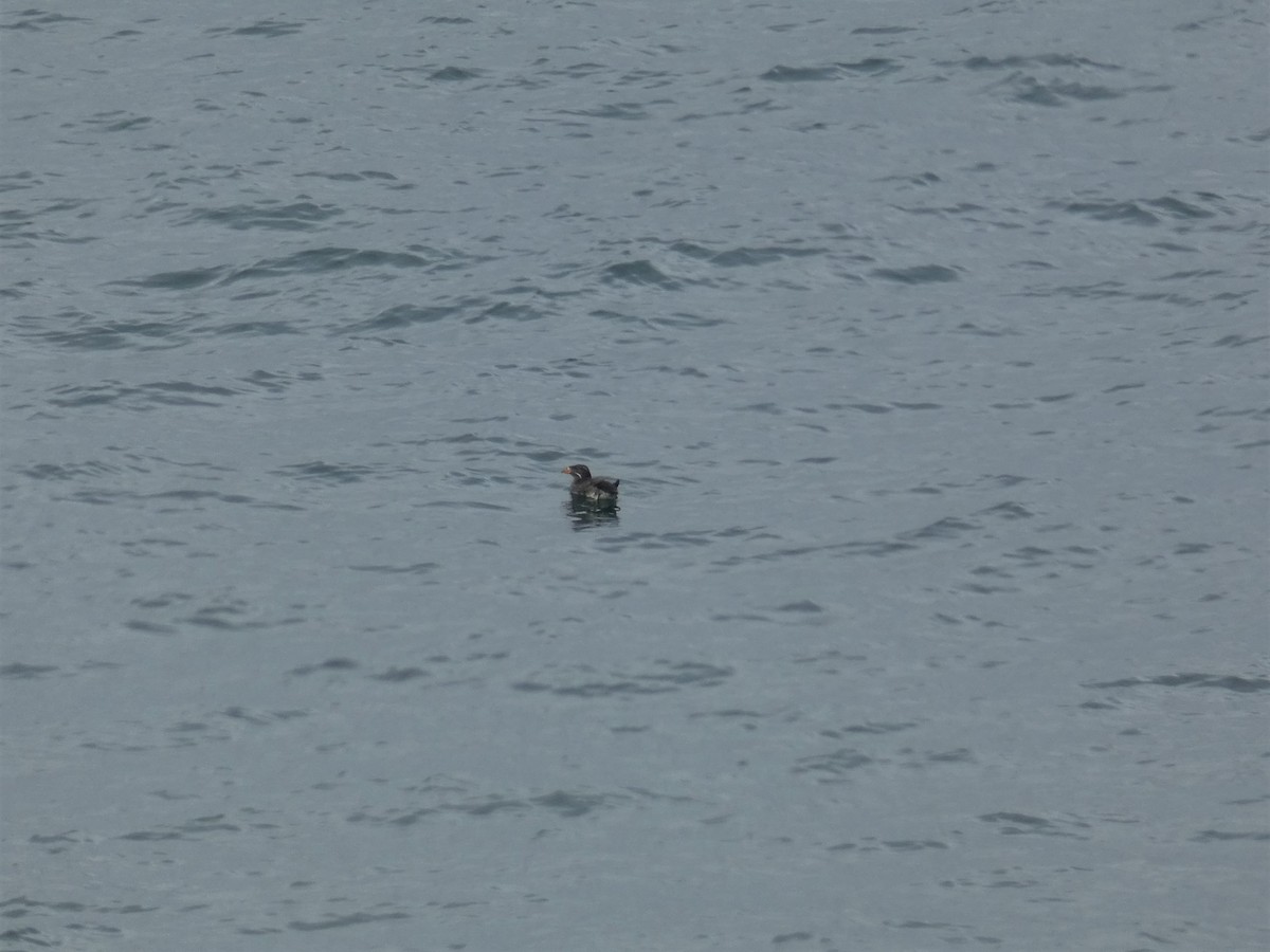 Rhinoceros Auklet - ML167072211