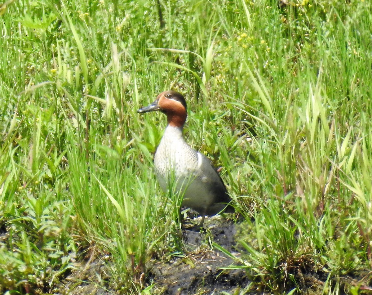 Green-winged Teal - Matthew Thompson