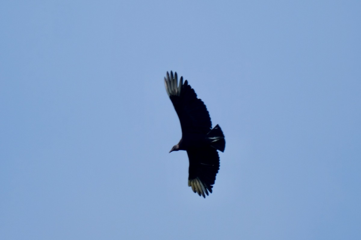Black Vulture - ML167075491