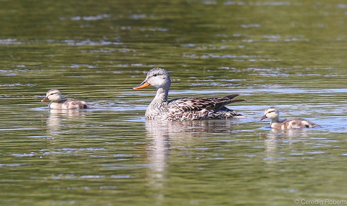 Mallard - ML167076231