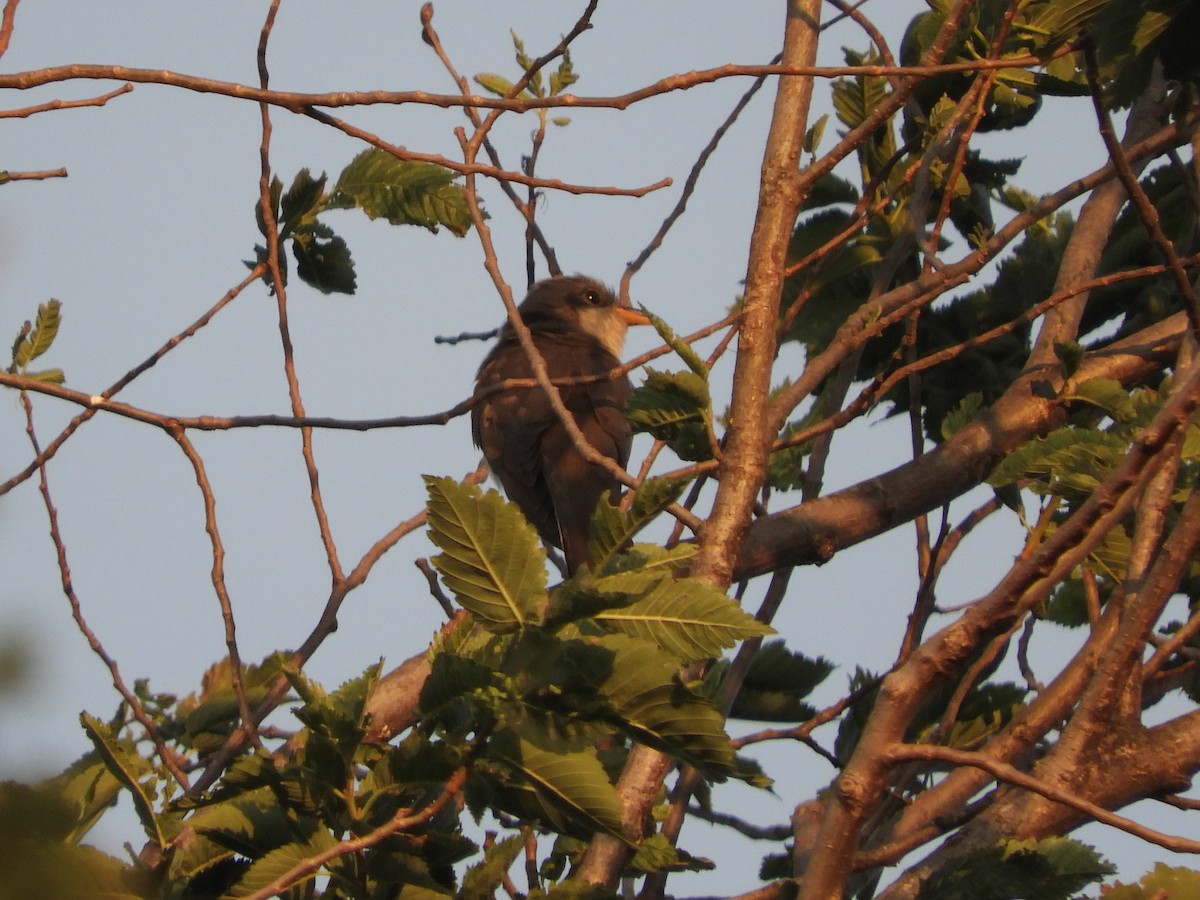 Yellow-billed Cuckoo - ML167077571