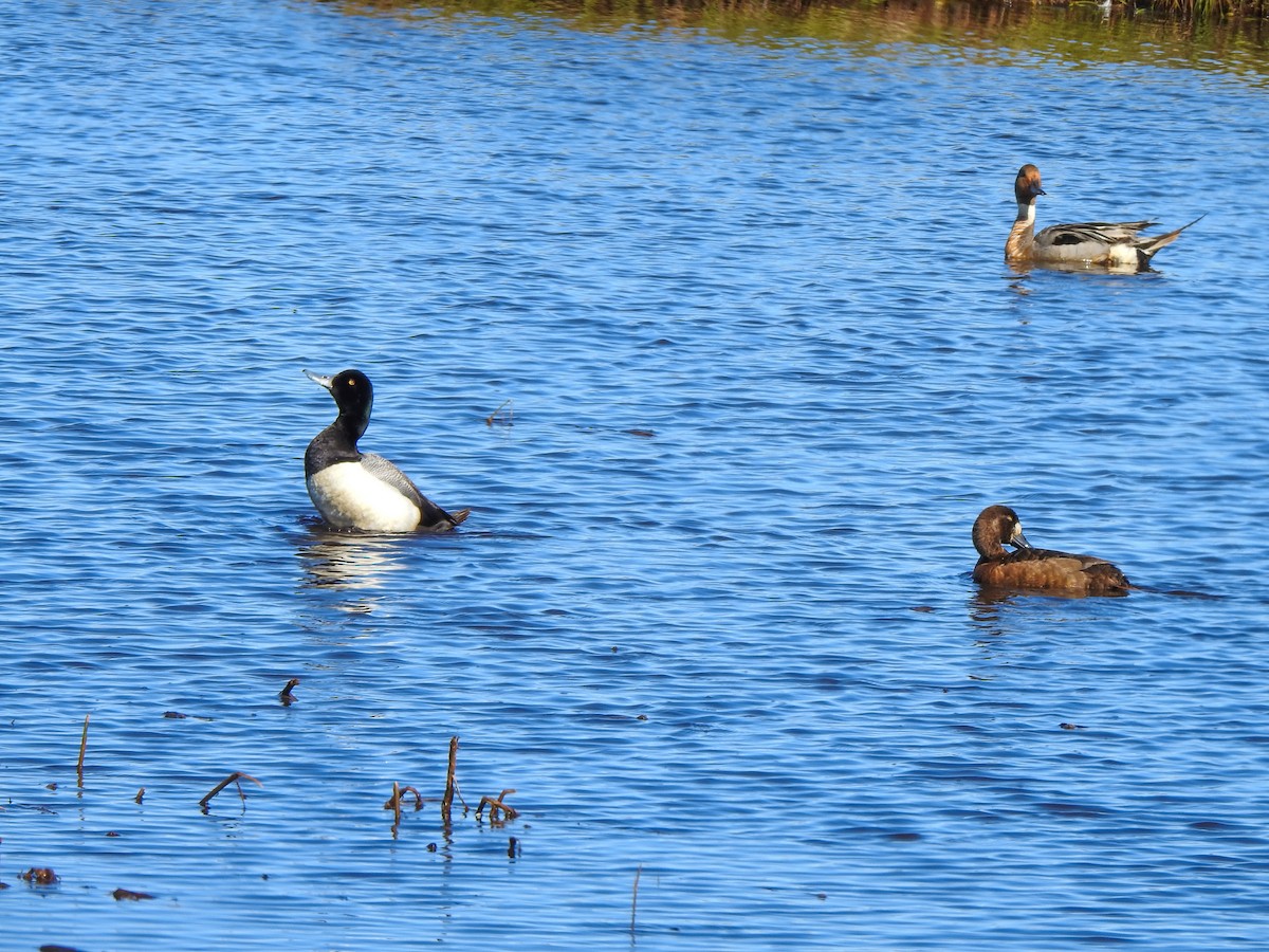 Greater Scaup - ML167078041