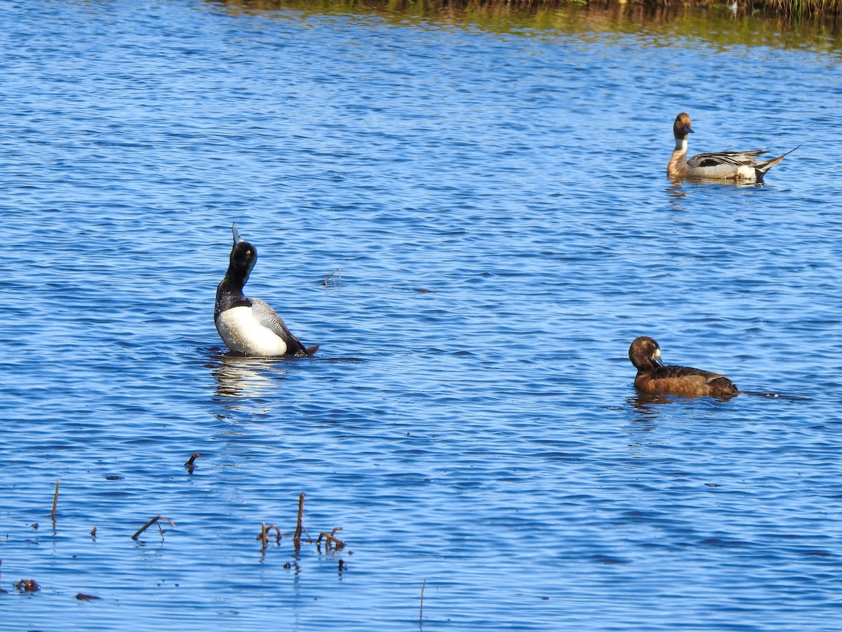 Greater Scaup - ML167078051