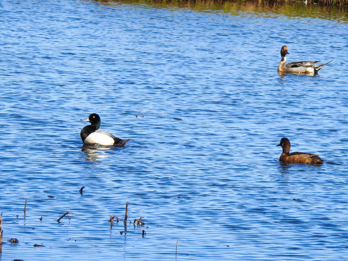 Greater Scaup - ML167078061